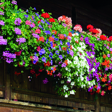 Gärtnerei Gruber - GB Gartencenter GmbH & Co. KG